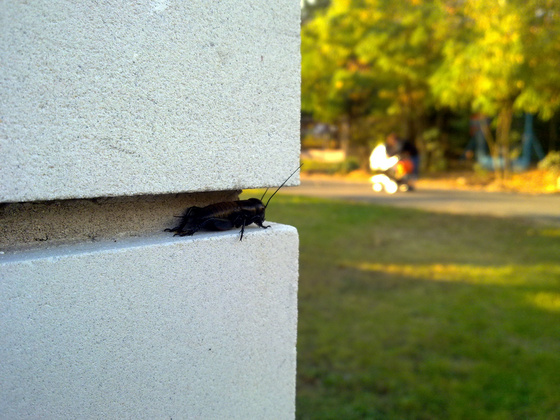 czikoramilla: 20091011576
