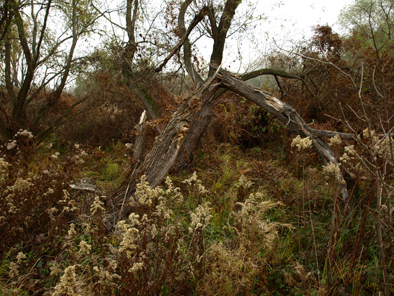 Groves in the Dunakeszi marsh, photo courtesy of Péter Pacsuta