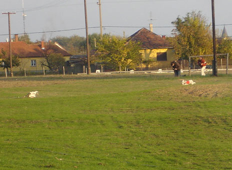 5933157_029896edf3b6ee56d0e28cb23a5c4202_m.jpg