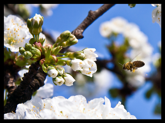 J.o.k.e.r: Pollen hadművelet: a berepülés