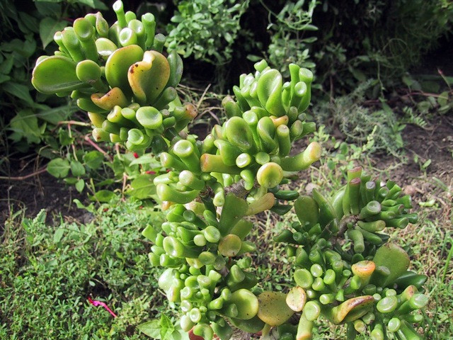 Crassula2