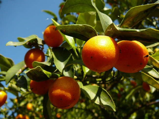 Kumquat.png