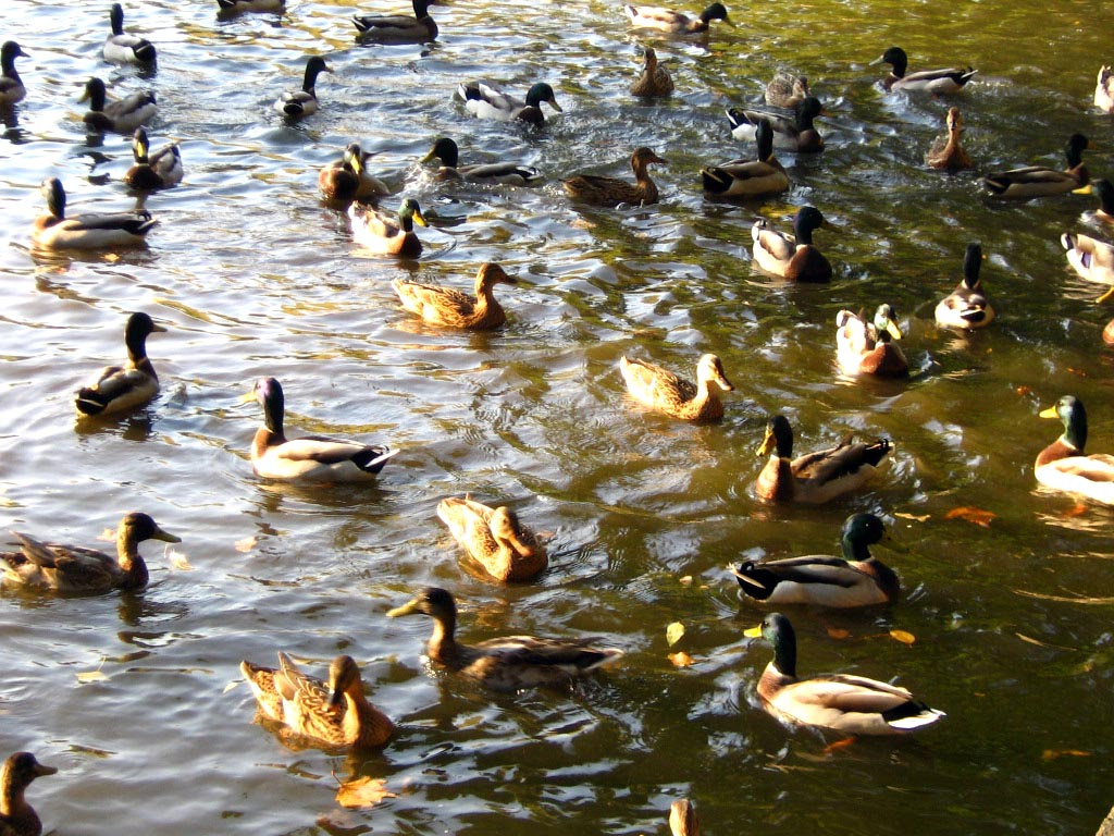 Kacsák a városligeti tóban