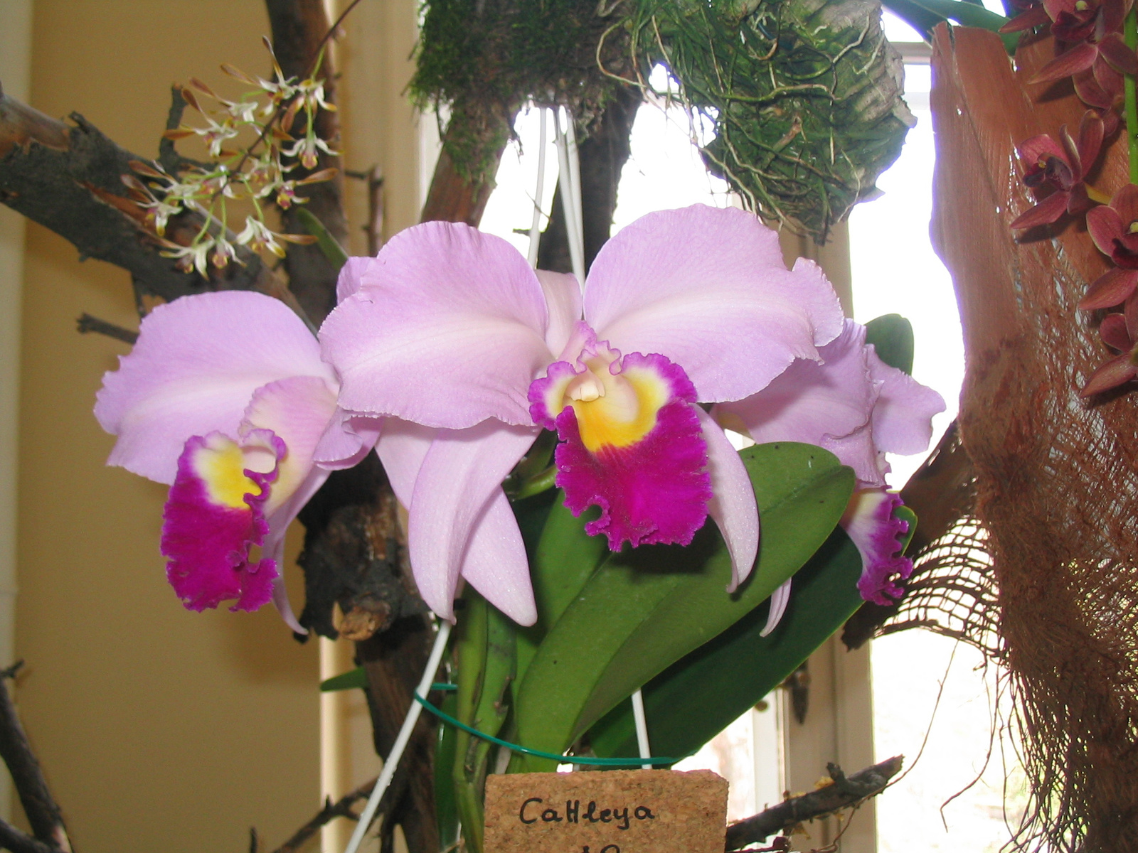 Orchid show, Orchidea bemutató 036