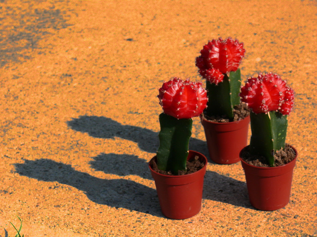 Piros kaktusz