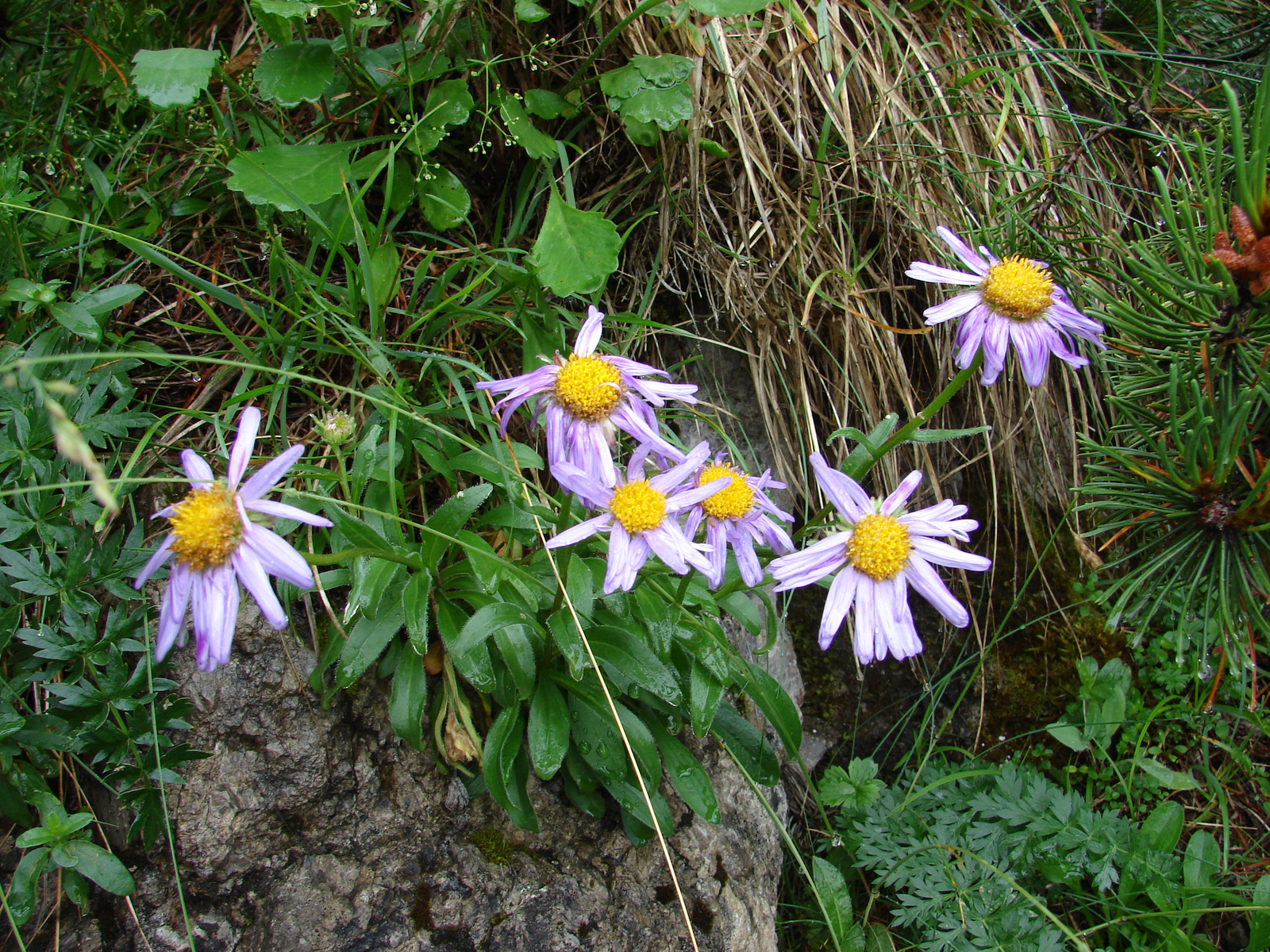 Havasi őszirózsa (Aster alpinus)