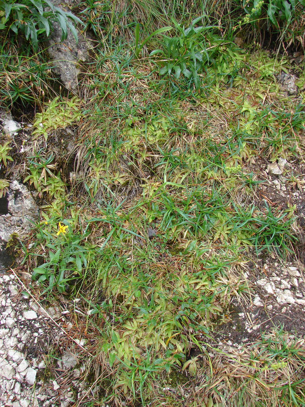 Havasi hízóka telepe.(Pinguicula alpina)