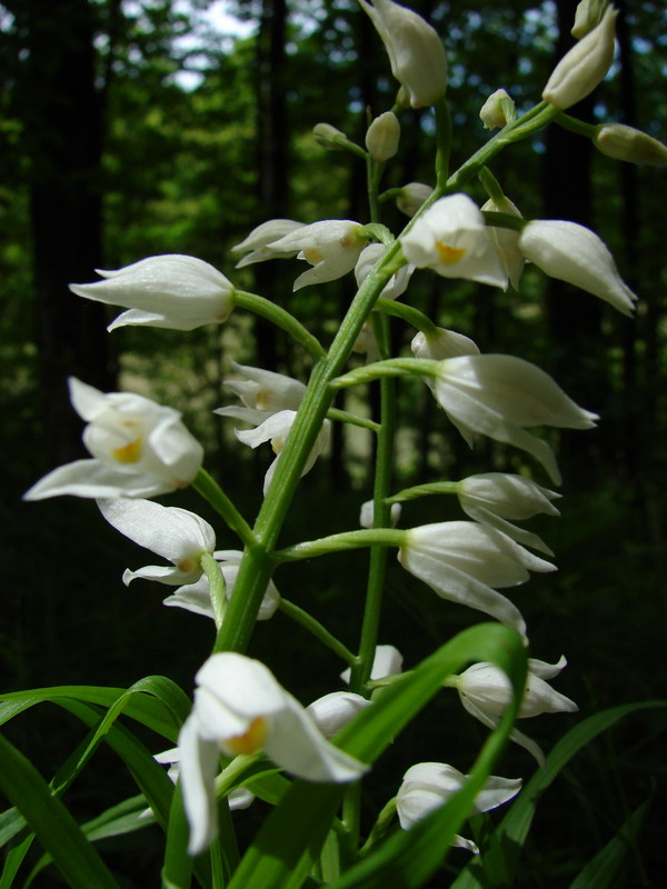 C. longifolia