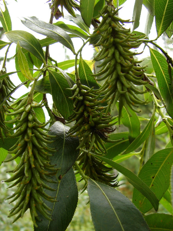 Babérfűz (Salix pentandra)