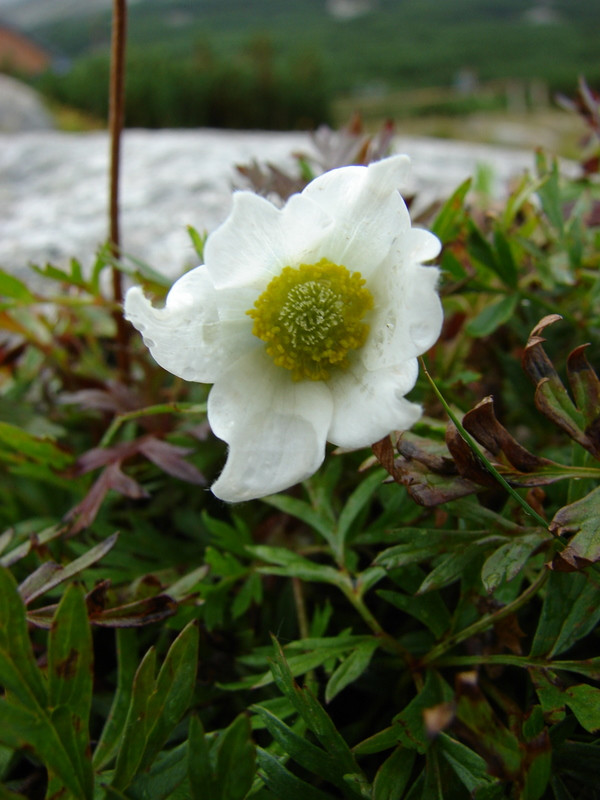 Havasi kökörcsin (Pulsatilla  alba)