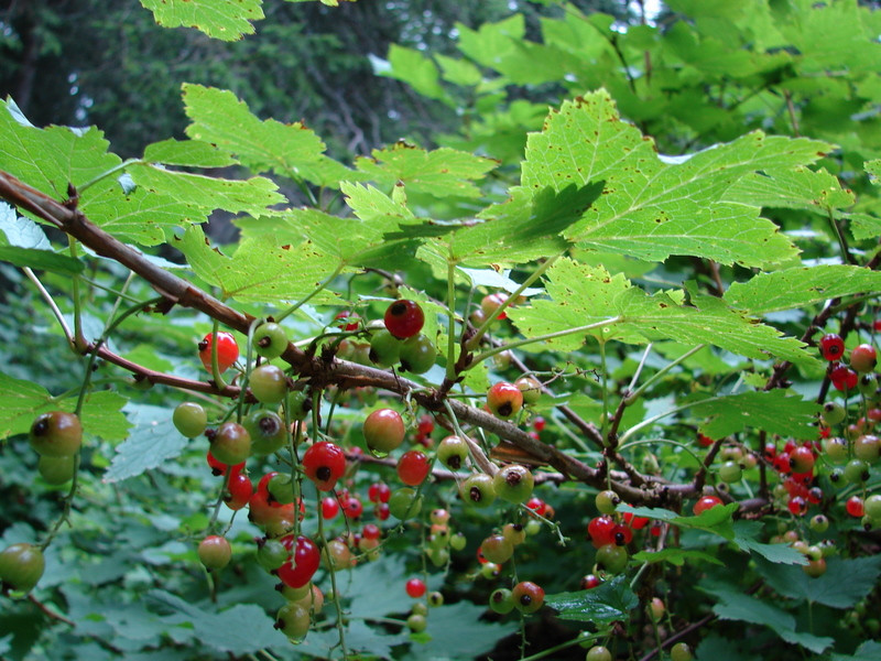 Bérci ribiszke (Ribes petraeum)