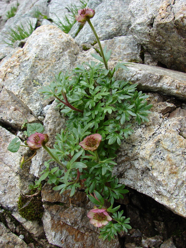 Gleccserboglárka (Ranunculus glacialis)