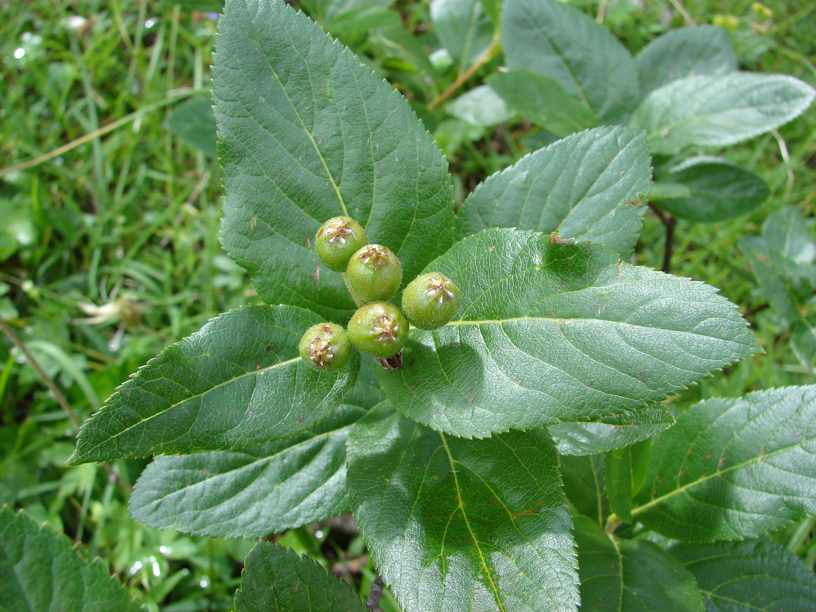 Törpe berkenye (Sorbus chamaemespilus)