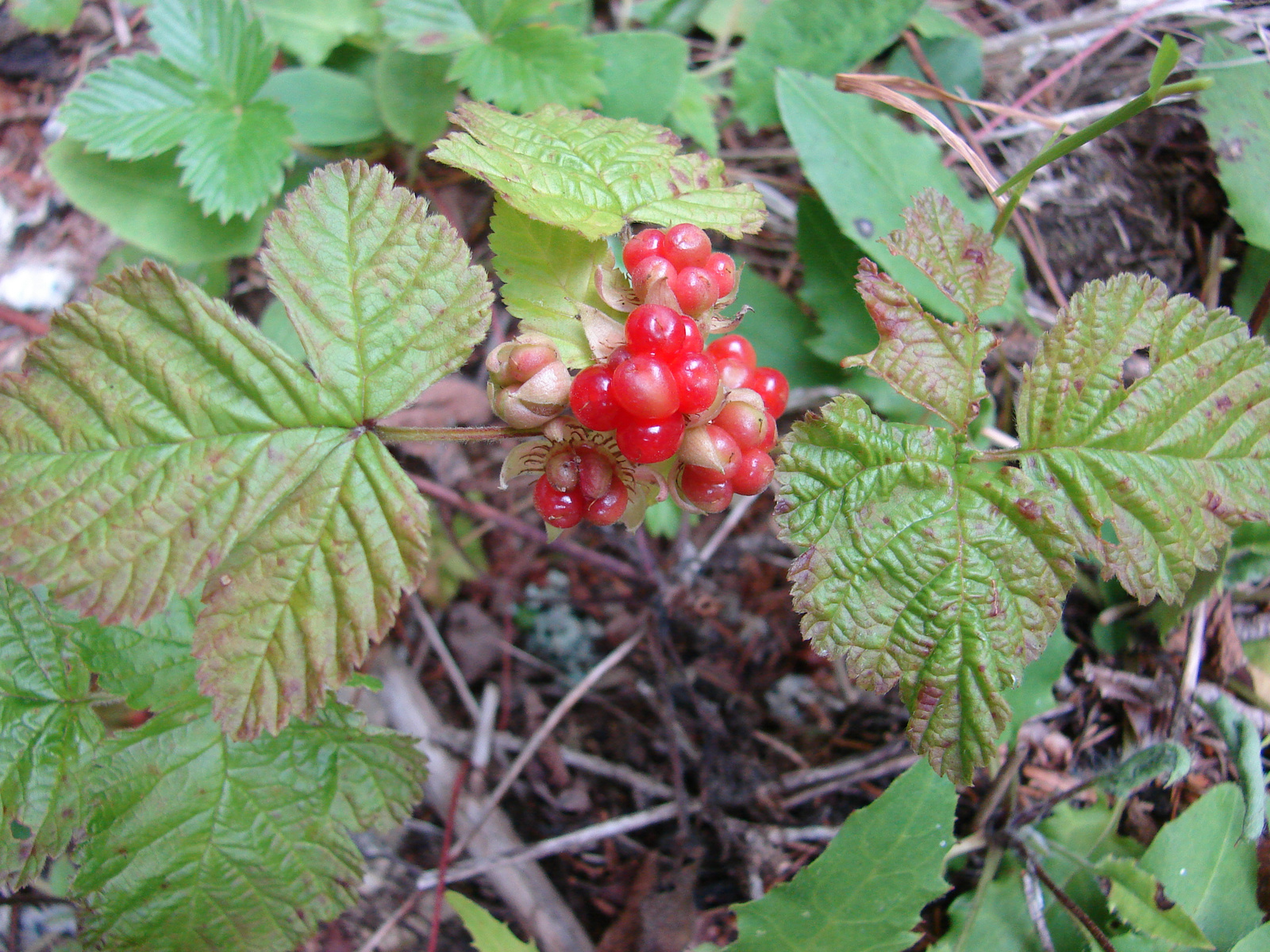 Termését érlelő Kövi szeder (Rubus saxatilis)