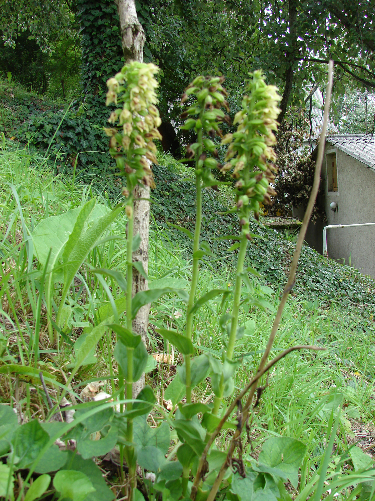 Tallós-nöszőfű (Epipactis tallosii)