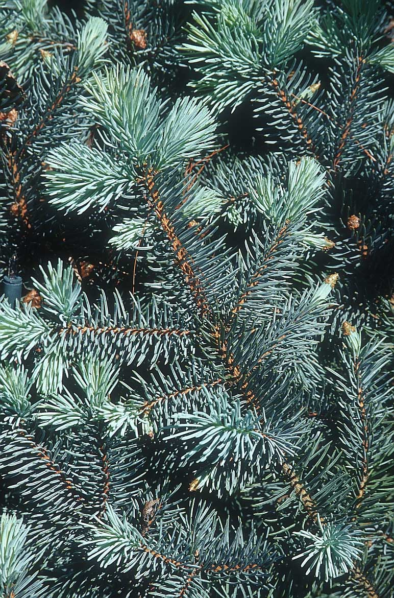 conifer