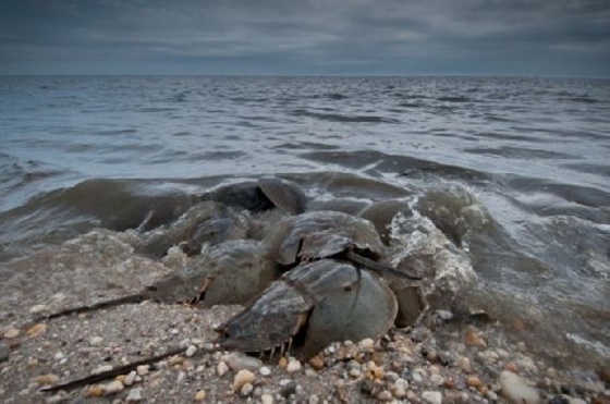 horseshoe-crab14