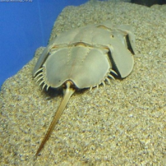 horseshoe-crab16