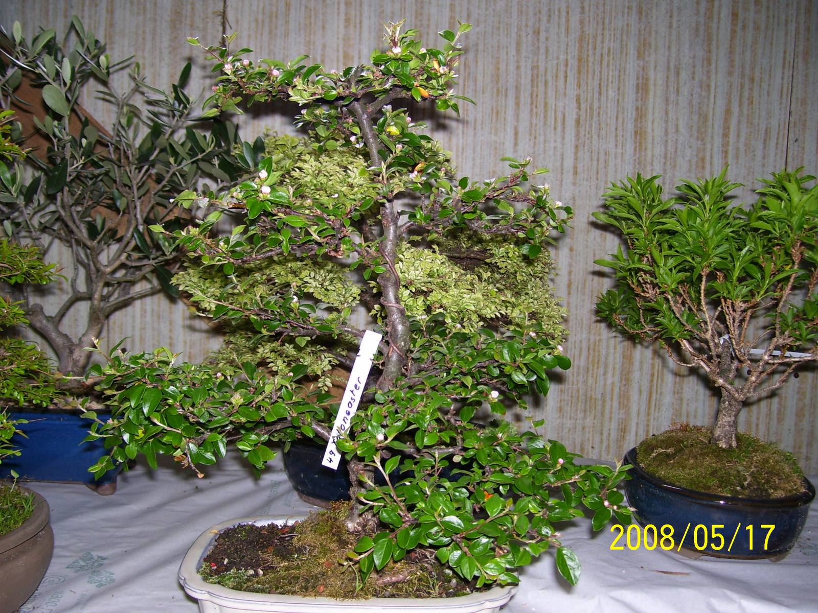 Höchstetten bonsai11