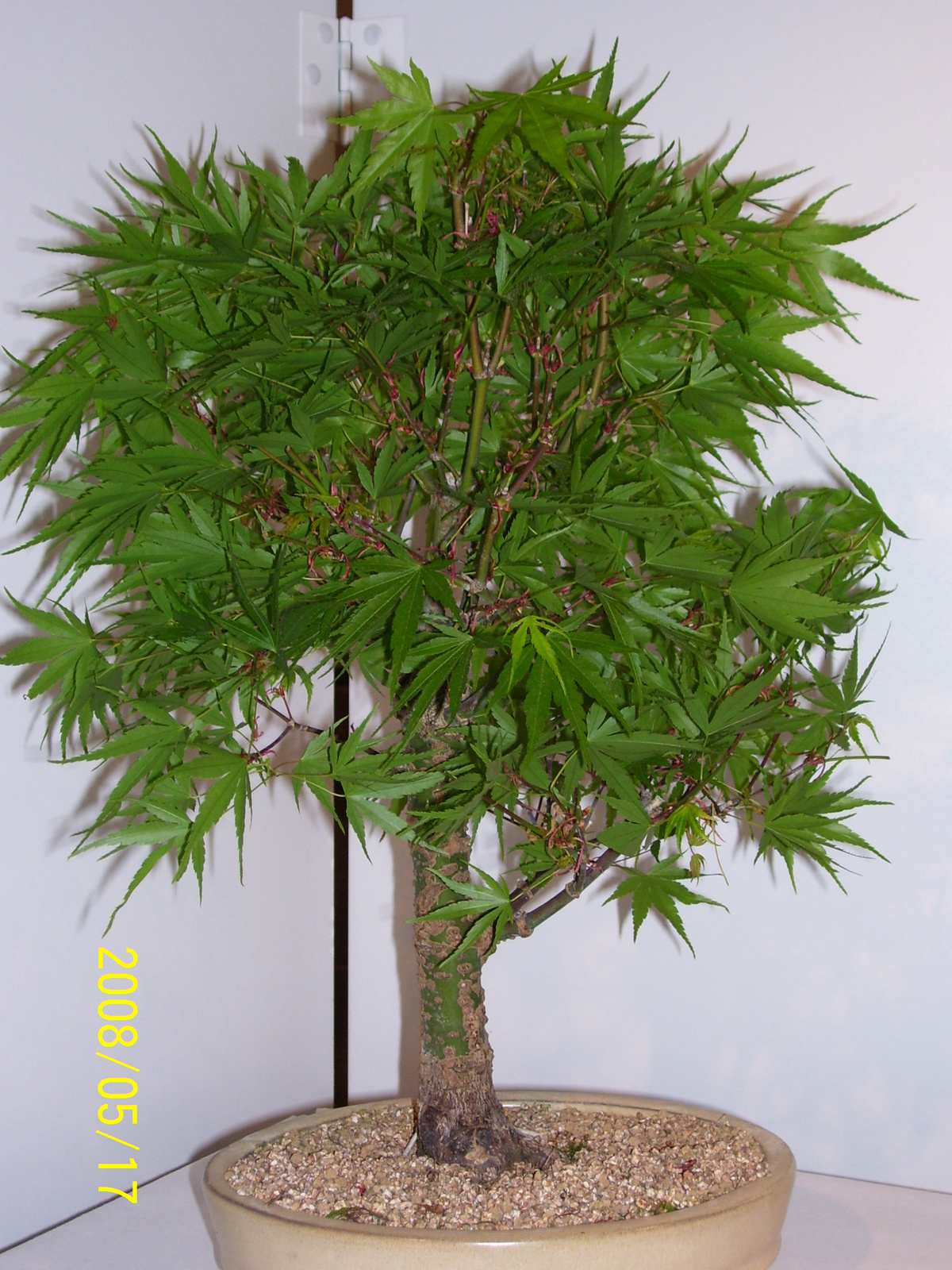 Höchstetten Bonsai36