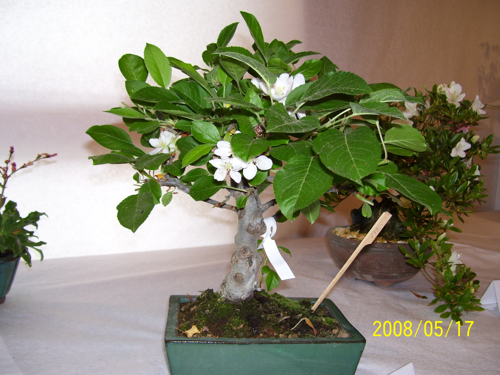 Höchstetten Bonsai43