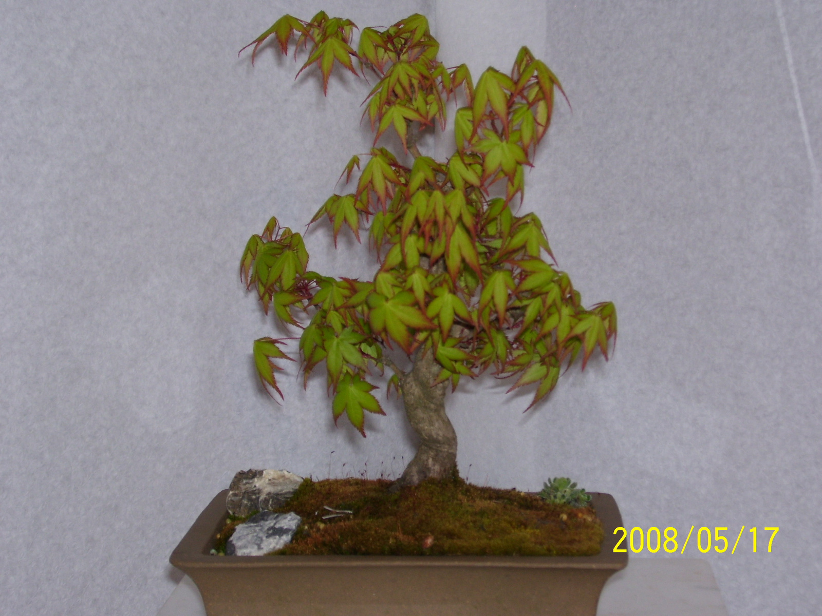 Höchstetten Bonsai44