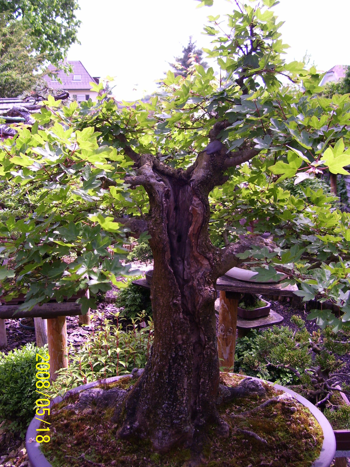 Pratteln Bonsai45