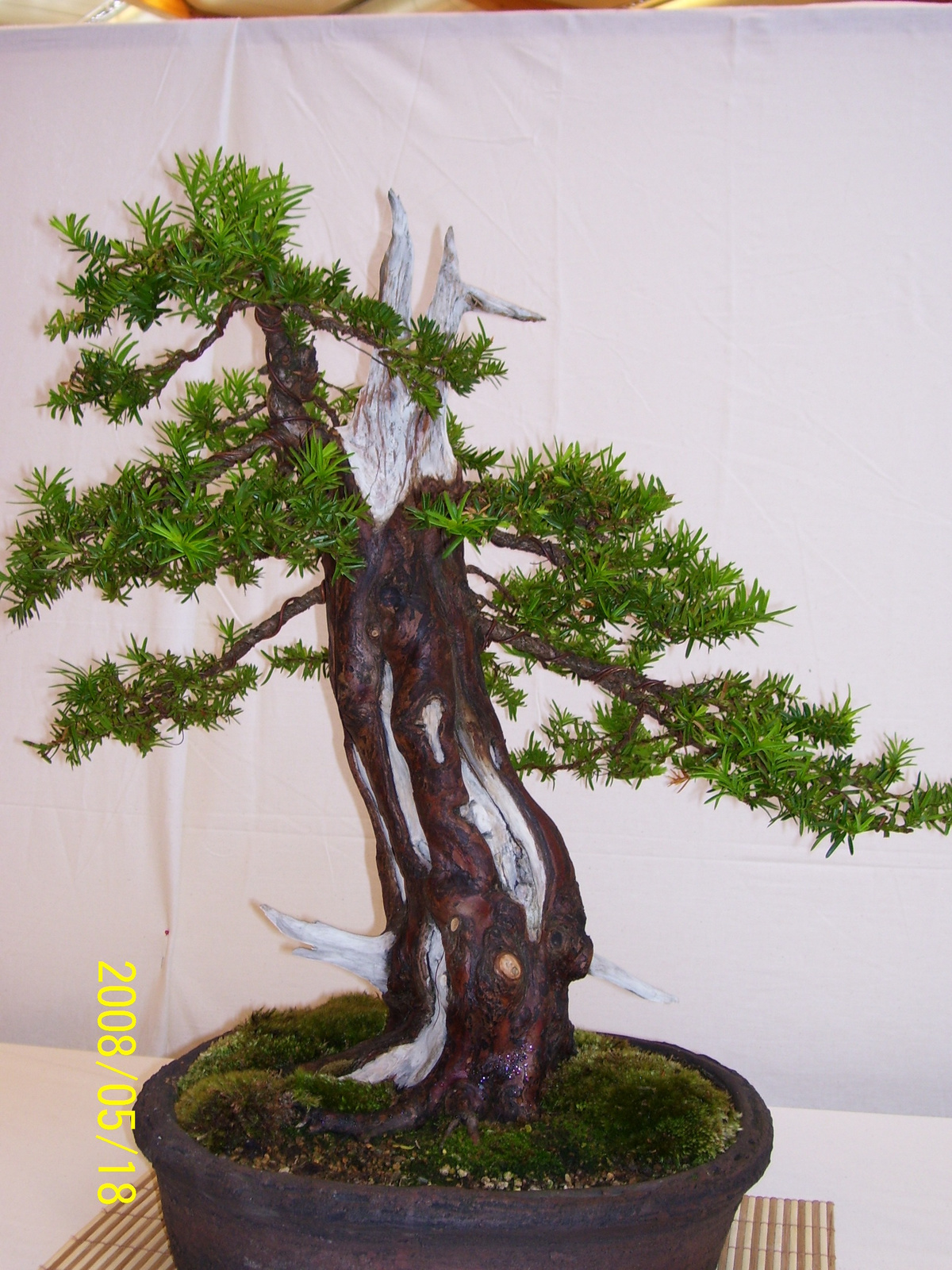 Pratteln Bonsai71