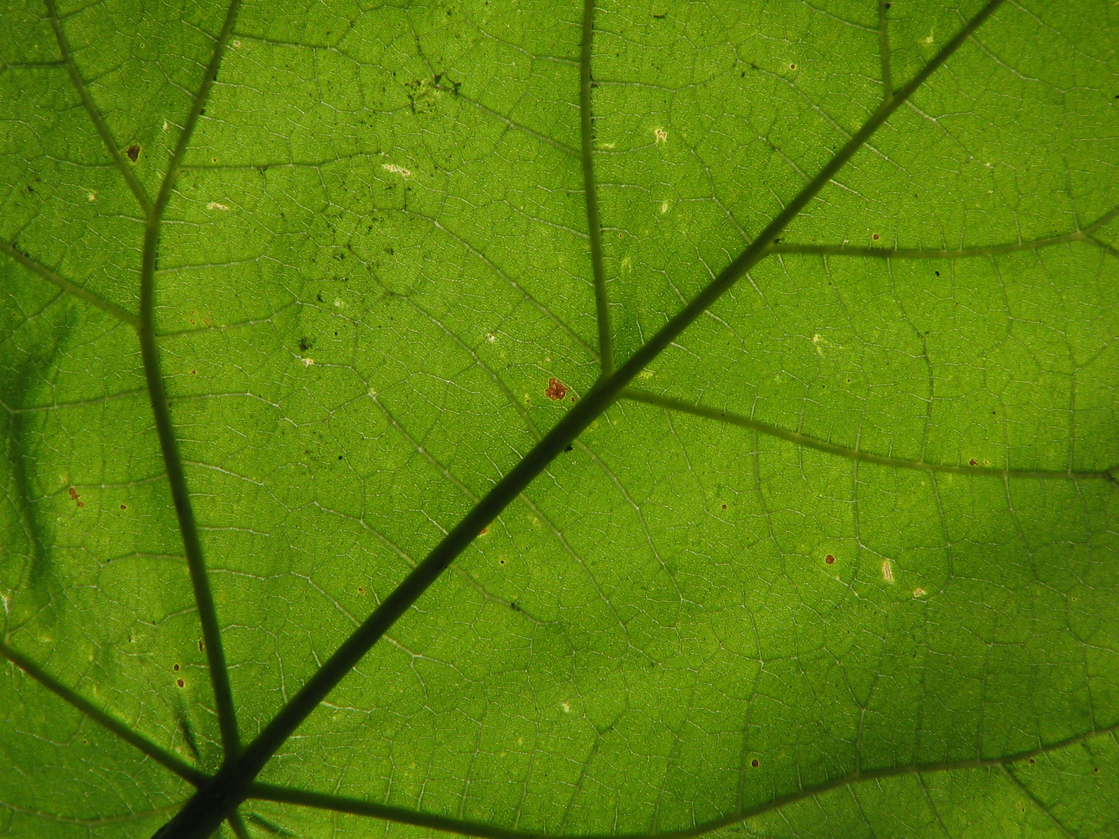 Leaf II.