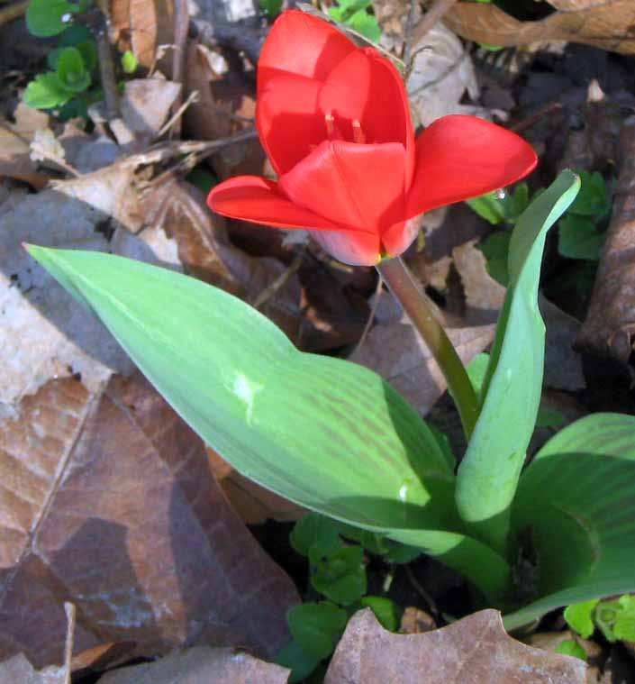 tulipán az avarban