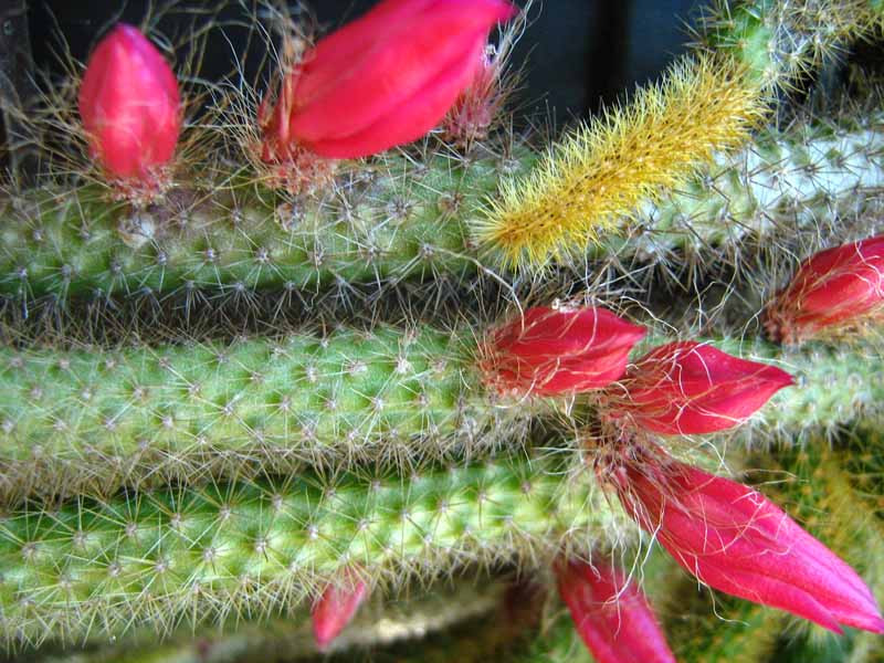 kaktusz virágai