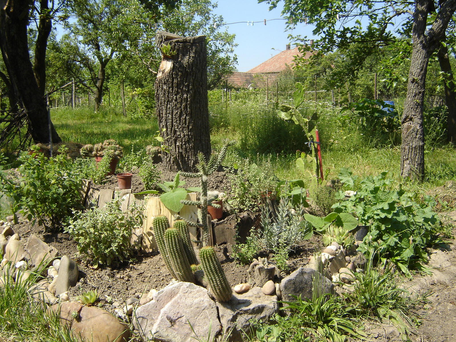 Spice and Spike Garden (2010.07.)