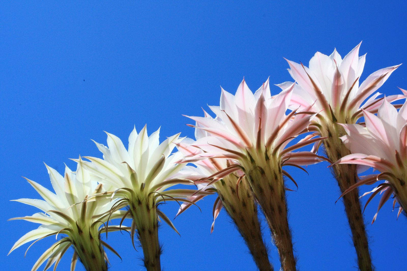 Kaktusz virágok
