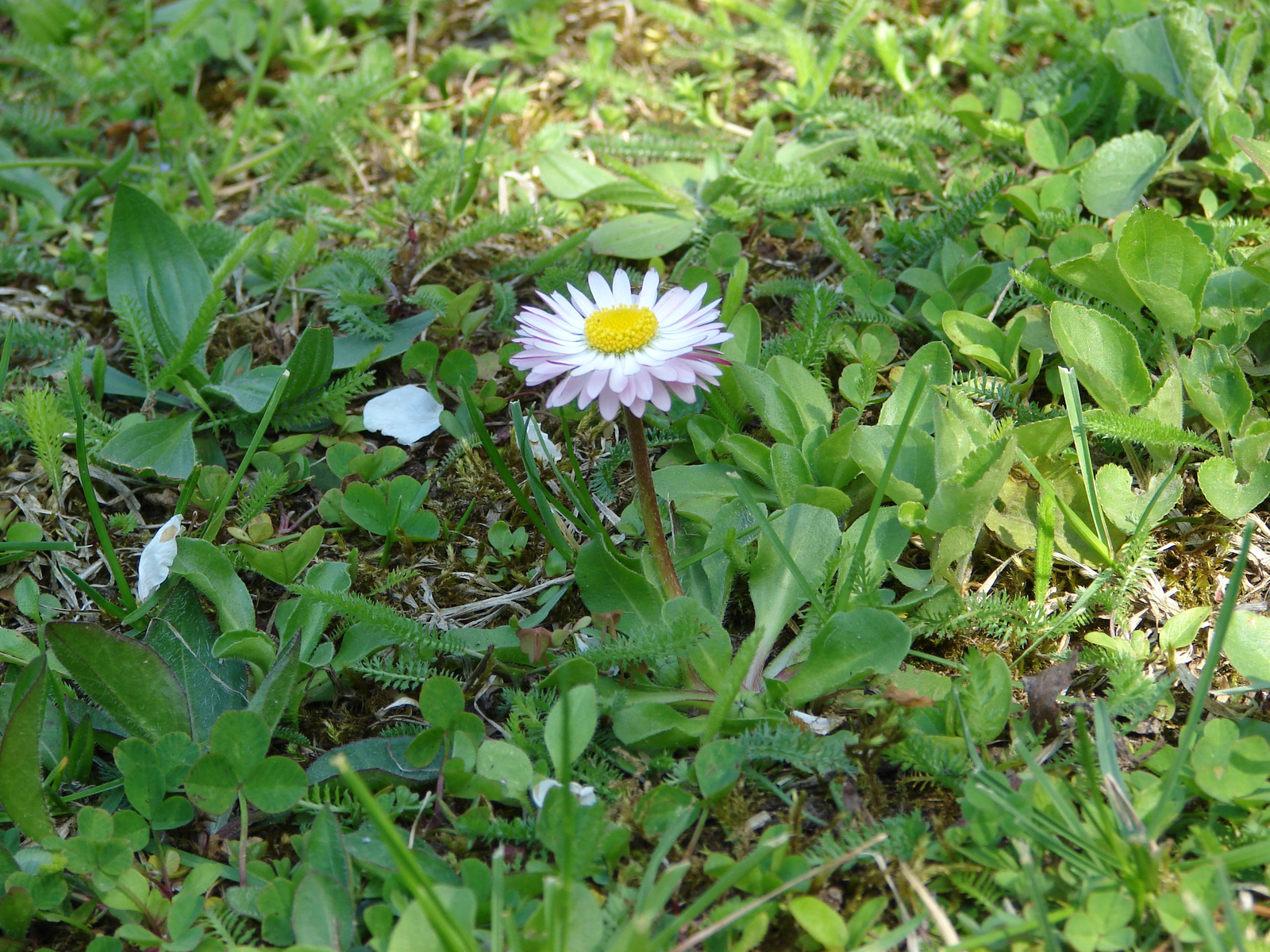 kis virág