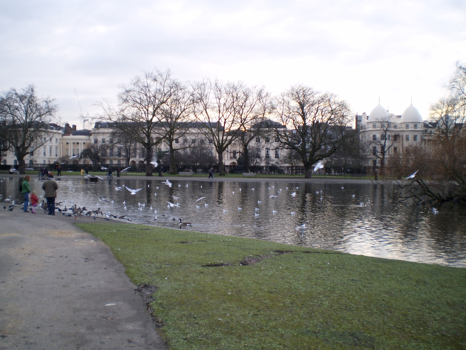 Regent's Park kacsák