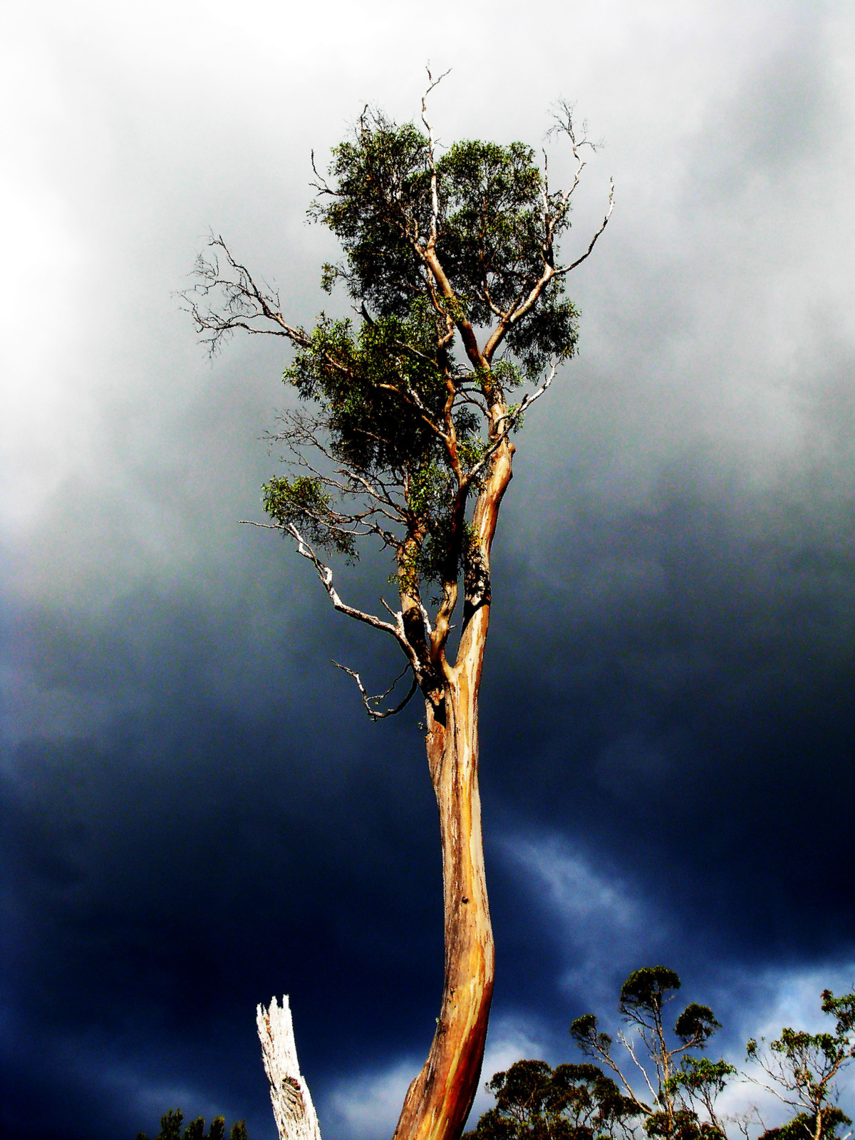 271 Cradle Mountain