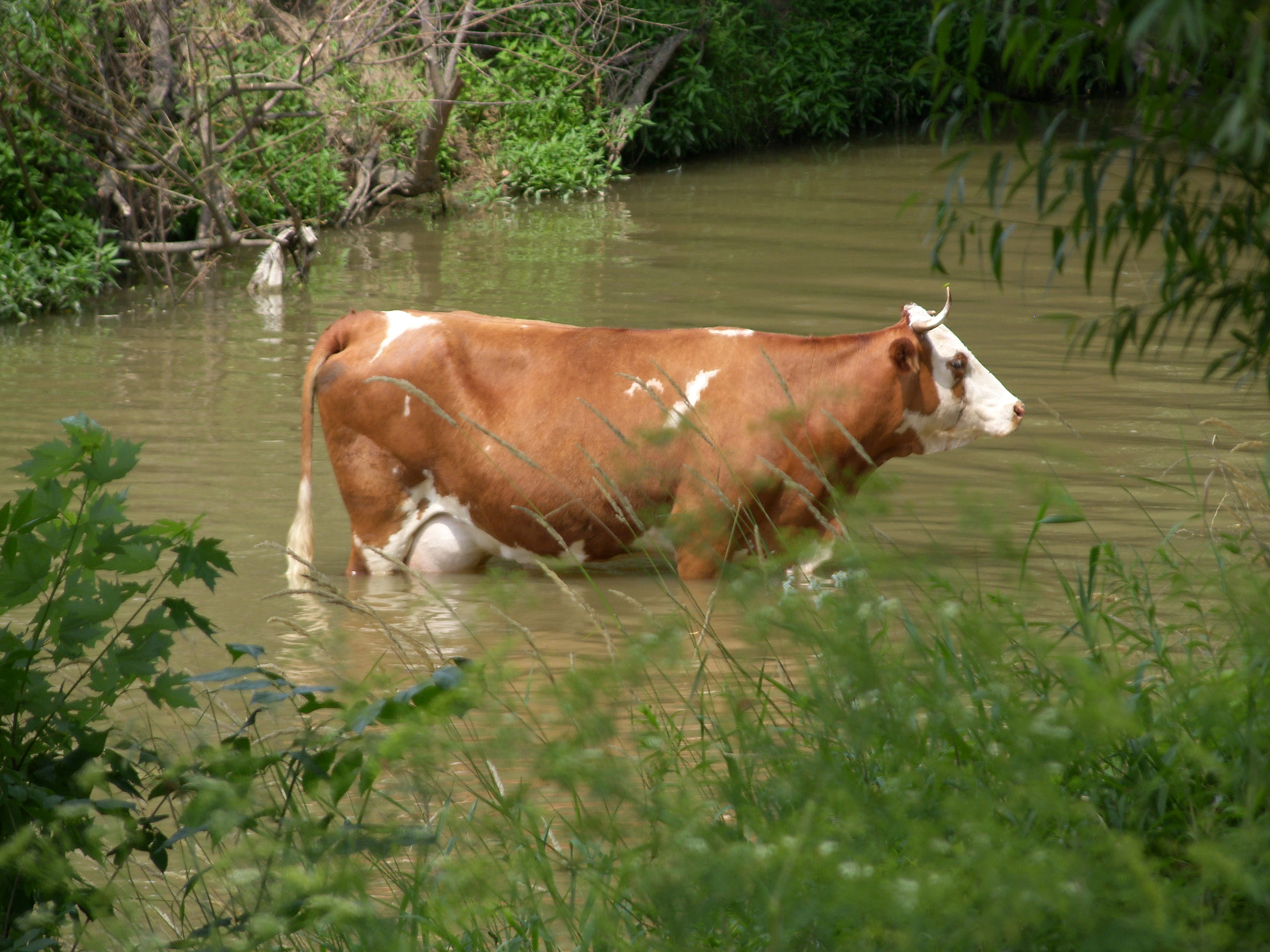 Hűsítő