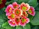 primula