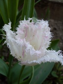 tulipán-feh