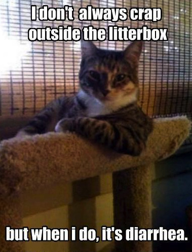 most-interesting-cat