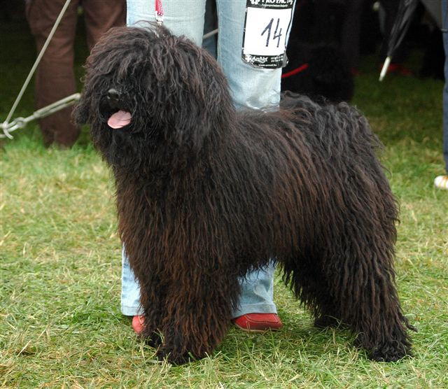 Szentmihályi-Szabó Marci : Eurodogshow HPK Klubkiállítás Kölyök 