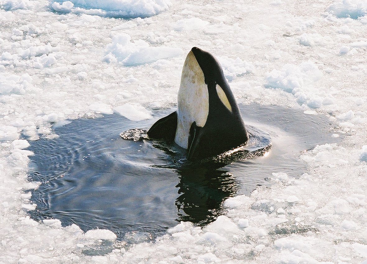 Peeking Orca