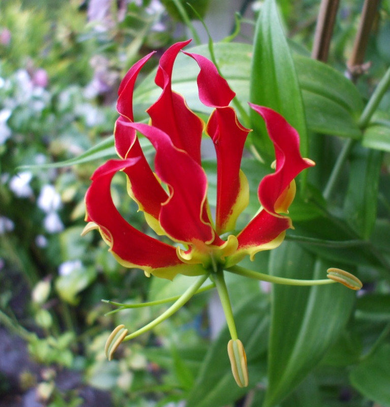 gloriosa