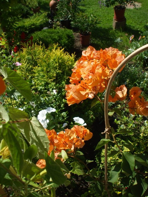 'California Gold' bouganvillea