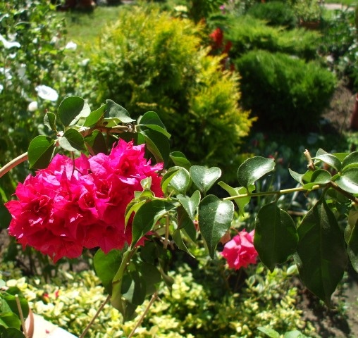 'Double Red' telt bouganvillea