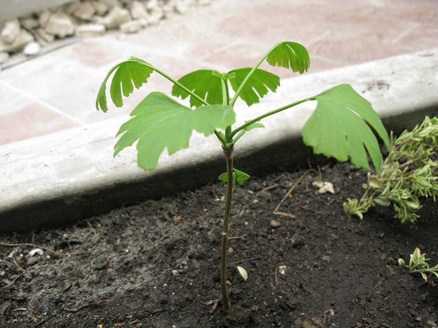 Gingko 20110501  2