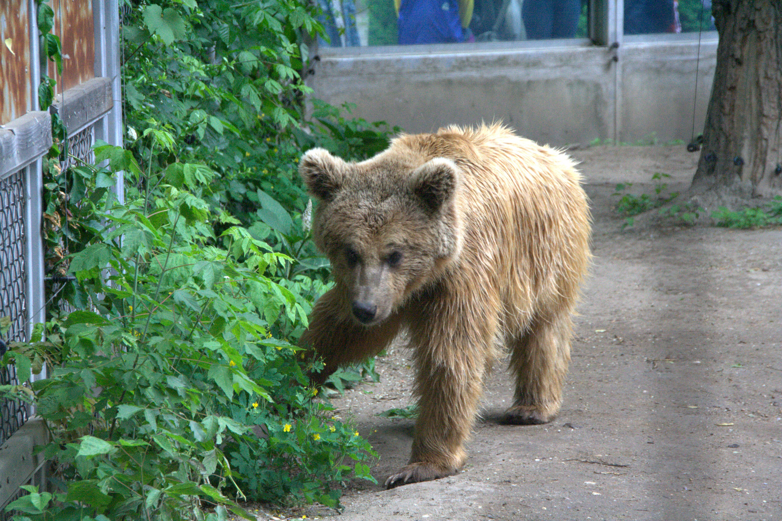 2011.Budapesti állatkert164