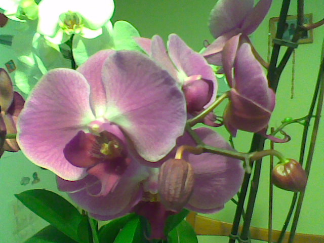 orchideáim