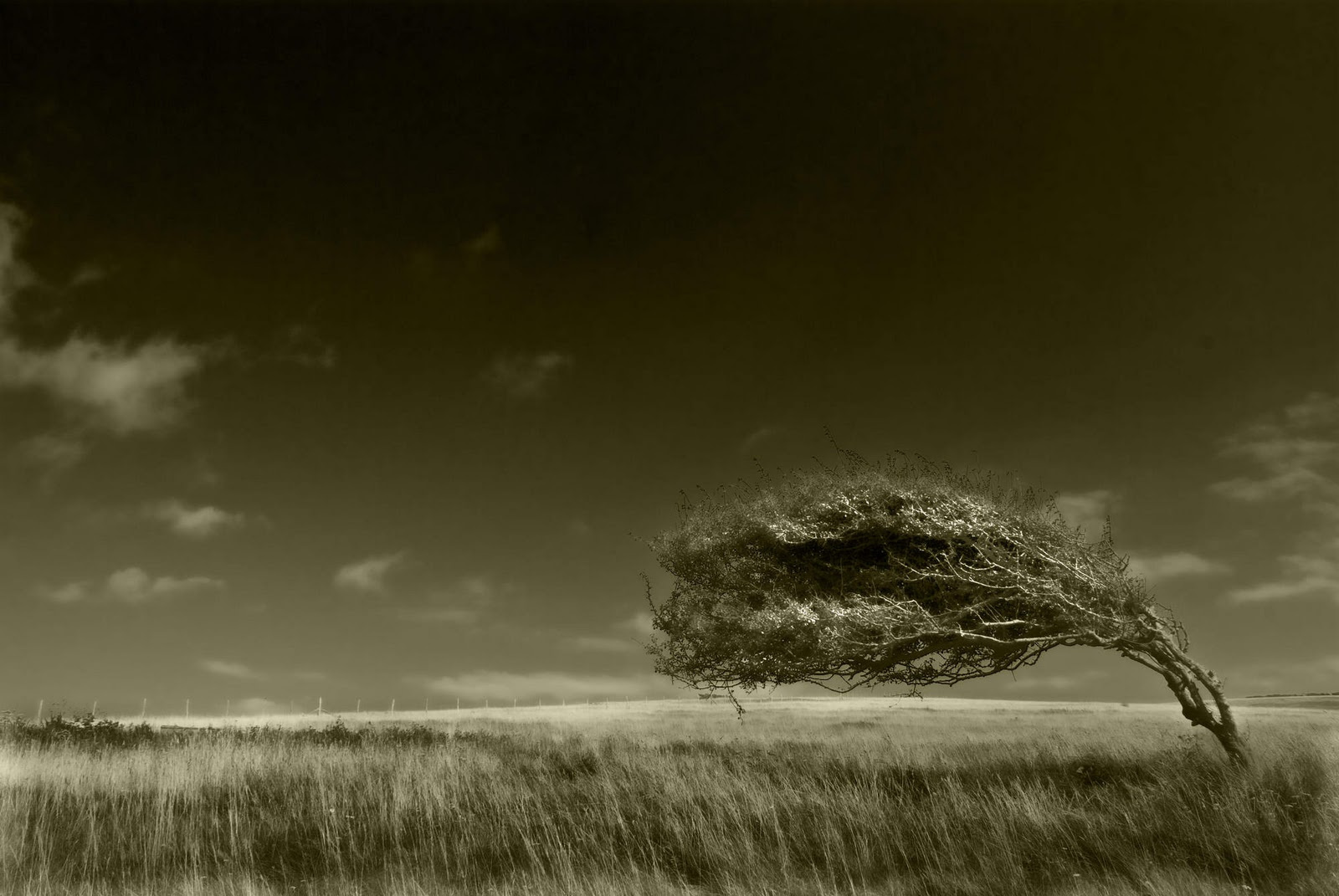 Arboreal ballet by Bob Farrell