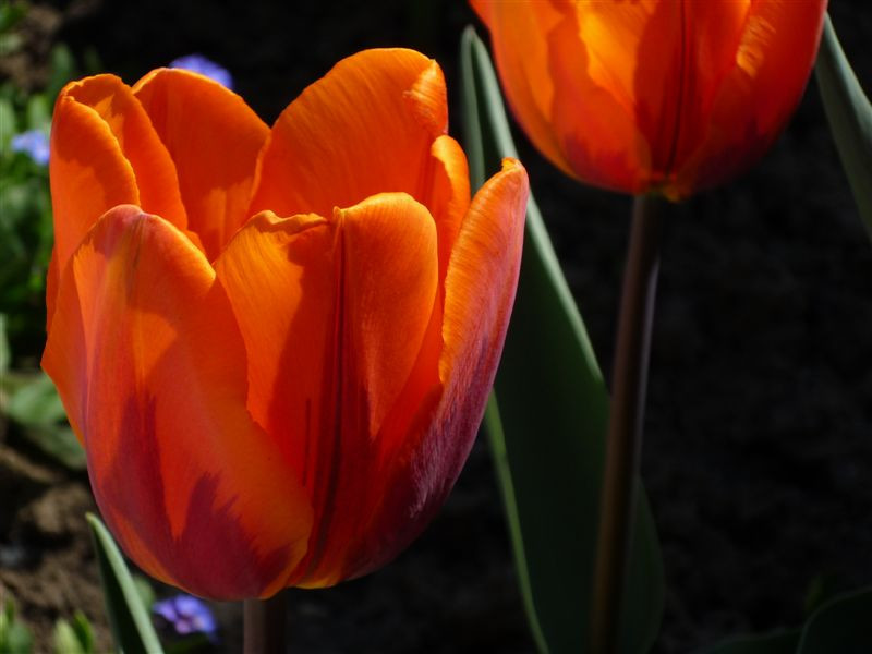 narancssárga tulipán